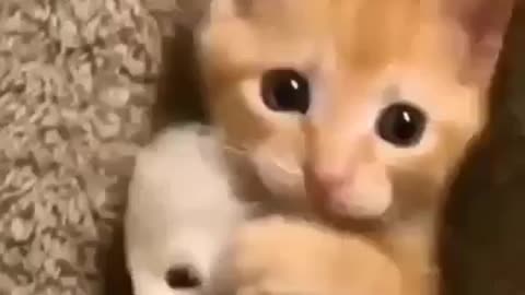 Lovely Kitten Learning to Cuddle and Play!