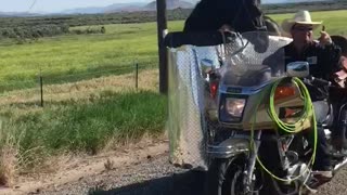 Man Transports Horse In A Sidecar Of A Motorcycle He Has Made