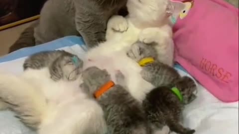 cat babies | baby cat drinking milk from mom | baby cat drinking milk meme | baby cat drink milk