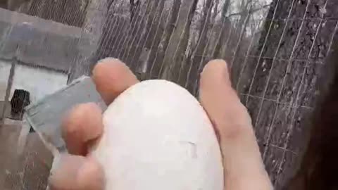 My First Goose Egg!