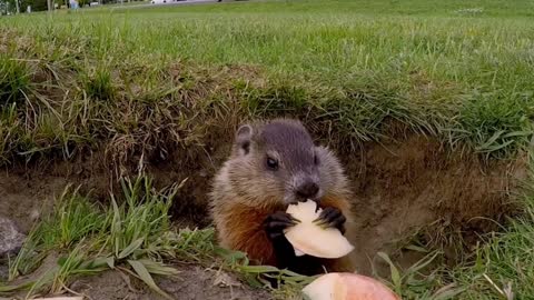 Baby groundhog enjoys