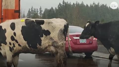 Oregon interstate closes as cows disrupt traffic