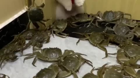 Puppy Scared Among Many Crabs