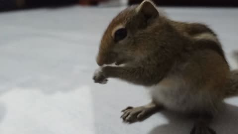 Cute Squirrel 🐿️ Baby Eat Her Food | Wait for the end 🐿️🐿️🐿️🐿️