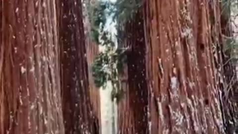 Giant redwood trees with human size