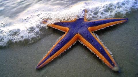 Have You Ever Seen A Royal Starfish Yet Unseen Sea Creatures