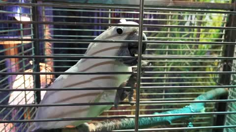 White parrot is biting cage, close up. Active bird in a birdcage