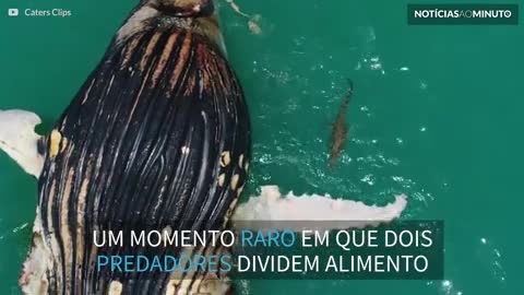 Tubarões e crocodilos comem carcaça de baleia-jubarte