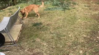 Dog goes crazy over extra large stick