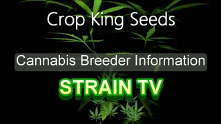 Crop King Seeds - Cannabis Strain Series - STRAIN TV