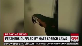 🦜 Free Speech 4 ALL! 😂😂😂