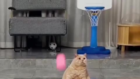 Smart cats.. Compilation video 😹😹😹