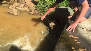 Feeding Eels