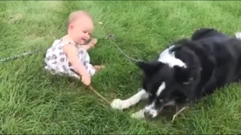 Dogs babysitting