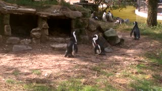 Waddling and Hopping Little Penguins