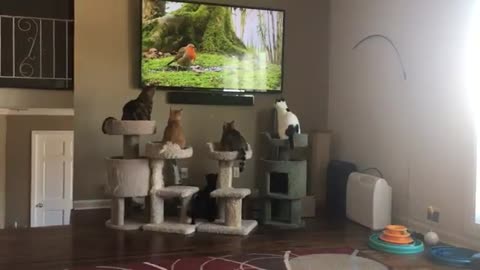 Cats attack bird on tv