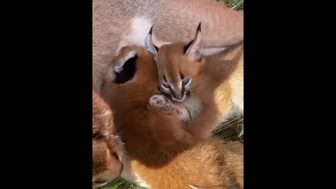 Aww so cute | baby animals | mbmvlogs