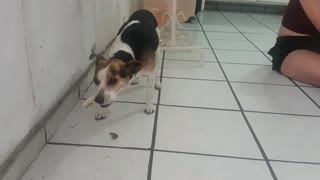 Female Dog Eat Chicken In Family Party
