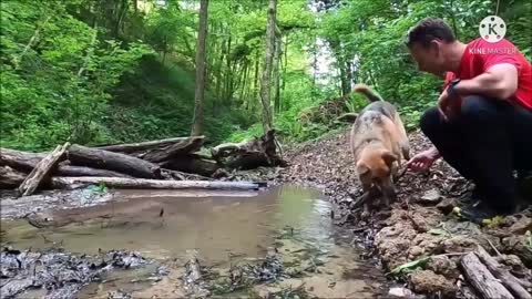 dog playing in the forest