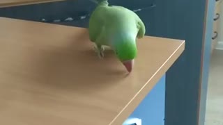 Parrot dances to a Radiohead song