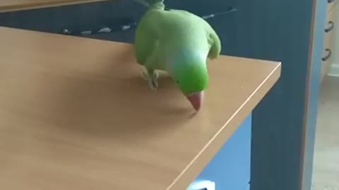 Parrot dances to a Radiohead song