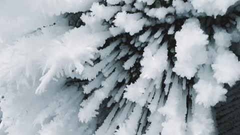 Snow on the trees - Ice Storm