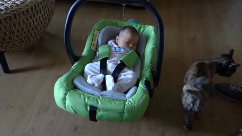 HOW CATS REACTS When FIRST Meeting New Babies at Home - CUTE!