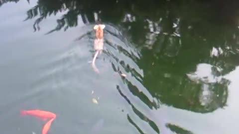 Wild rats steal fish food and swim away