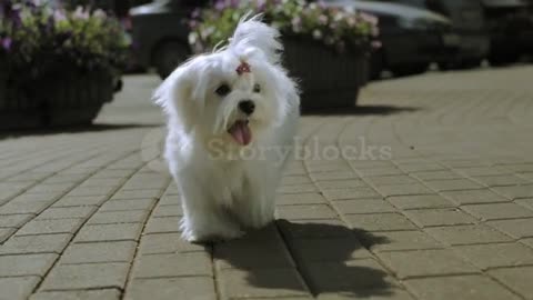 A White Shagay Dog Is Jogging