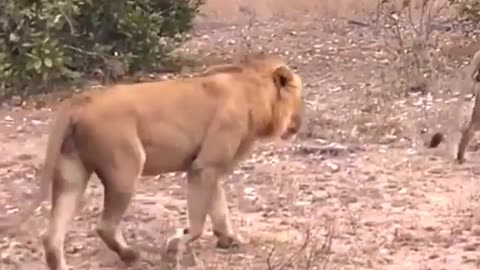 Lion vc trapped by clan of hyenas/Dynasties BBC #Earth