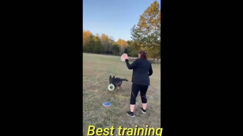 Dog training videos || best dog training tips || Dog training tricks| # short