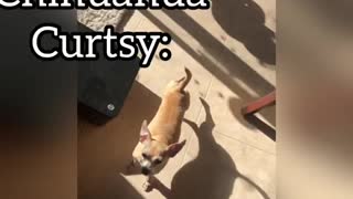 The Chihuahua Curtsy: A Unique Behavior