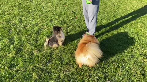 Pomeranians Excited for Treats