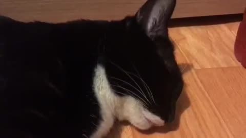 The cat speaks while sleeping.