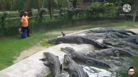 More than 20 crocodiles attacked the man for eating a piece of mutton