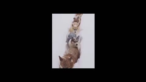 Cute Corgis barking at the lead for walking slow through thick snow ice