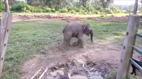 Cute Baby Elephant playing around will make you smile!