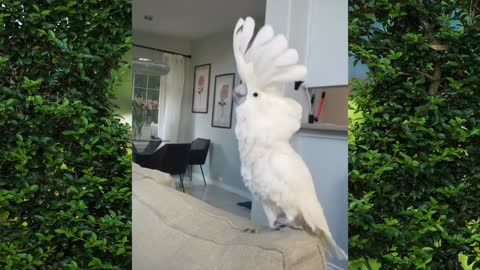 Adorable Birds talking!