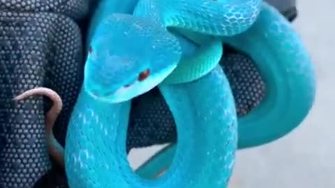 World Most Beautiful blue snake