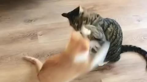 Playing cats so sweety