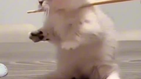 Viral Cat Videos | Cute Cat | Funny Cat
