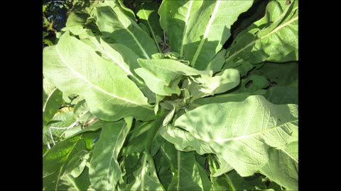 Strong Anti Inflammatory Mullein Root Oct 2021
