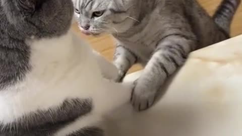 So funny 😄😄Funniest Animals ) Best Funny Cats and cats 🐱 😍😯☺️☺️