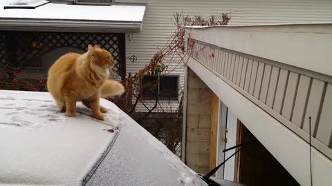 An unlucky cat tries to make an epic jump but fails.