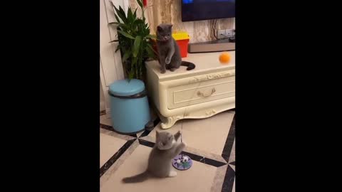 Awesome tiktok funny cat video compilation