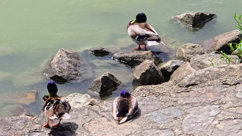 Ducks chilling by the river / beautiful waterfowl by the river.