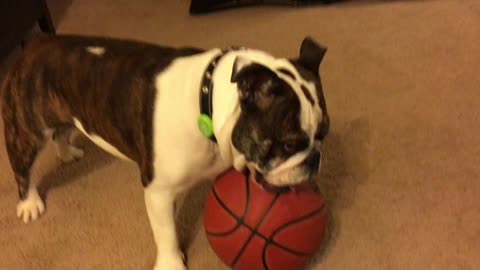 Bulldog Plays Basketball better than the Pros
