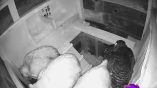 Time Lapse of chickens sleeping in their coop