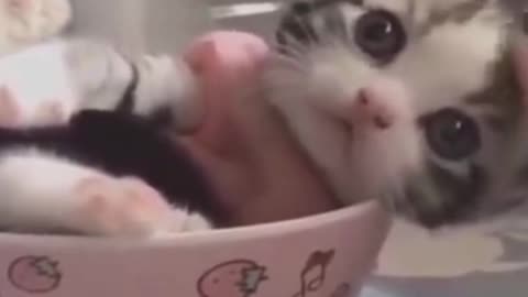 So Cute Cat