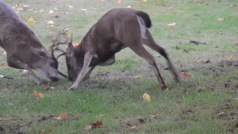 Deer Fight! Suburban Deer Rutting in our Front Yard. Saanich, British Columbia